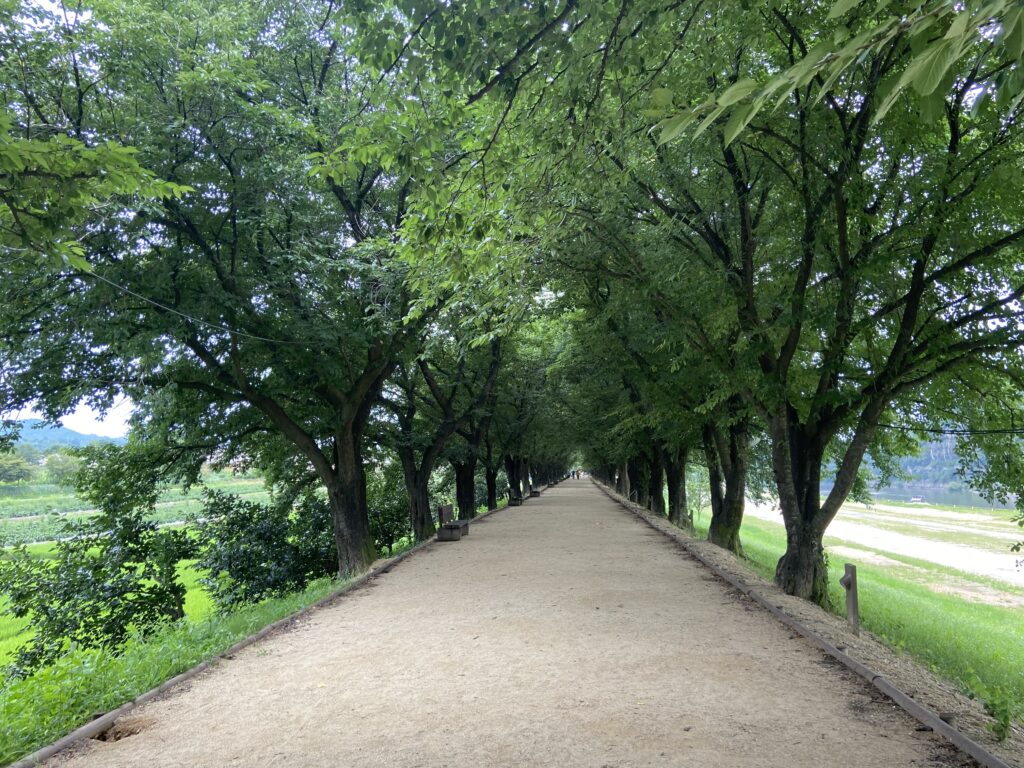 A path lined with tall, lush green trees forming an archway, leading into the distance. The path is sandy or dirt, with green fields and foliage on both sides. This is a scene from Hahoe Folk Village.
