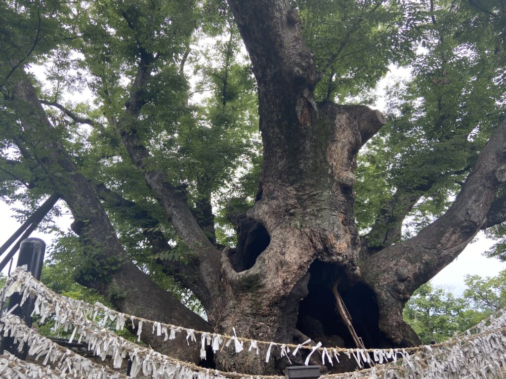 A centuries-old sacred tree in Hahoe Folk Village, adorned with paper wishes tied by visitors seeking good fortune.